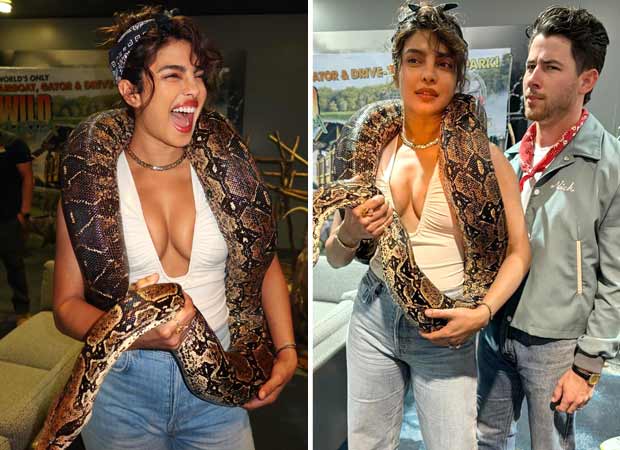 Priyanka Chopra Jonas wraps a giant python around her neck; shares ‘sssspecial’ post celebrating her bond with snakes : Bollywood News